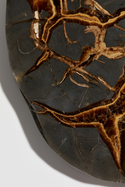 Септария срез