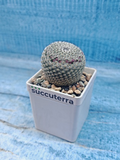 Mammillaria microthele superfina (Маммилярия)