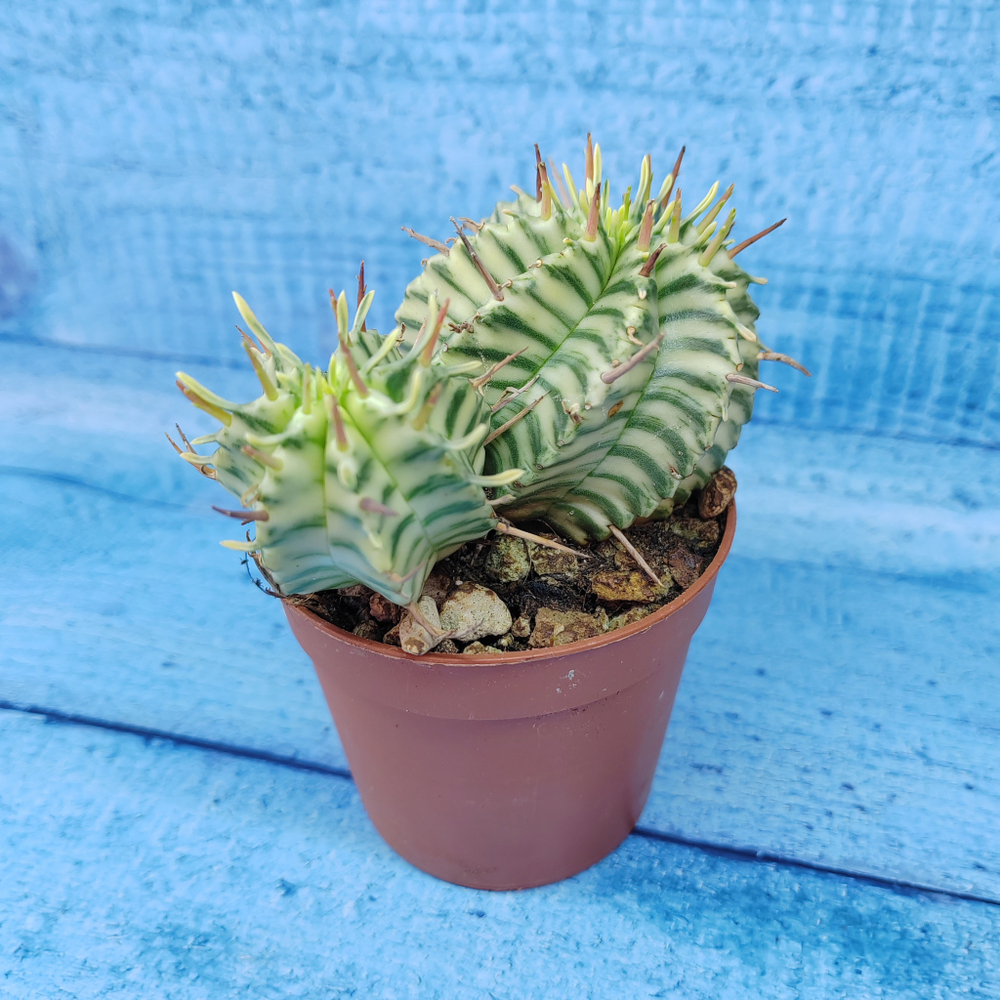 Euphorbia meloformis f. Variegated (Эуфорбия вариегатная)