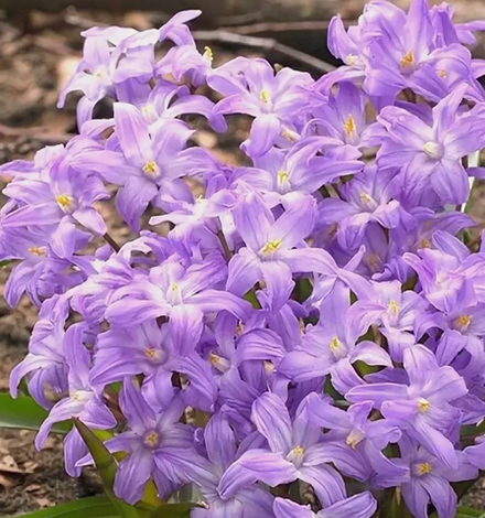 Хионодокса Виолет Бьюти