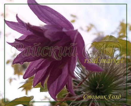 Княжик Столвик голд