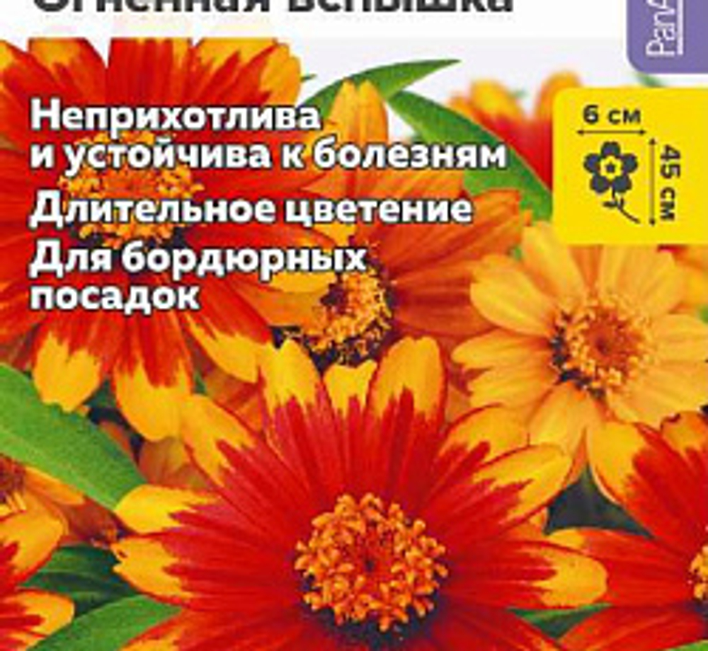 Цинния Захара Огненная Вспышка 6 шт.