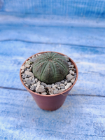 Euphorbia Obesa (Эуфорбия)