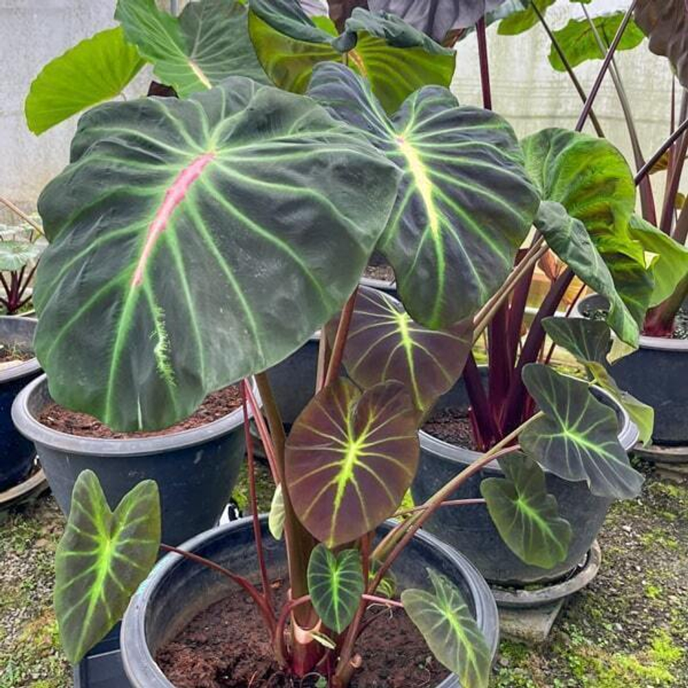 Колоказия GLOWING BONES