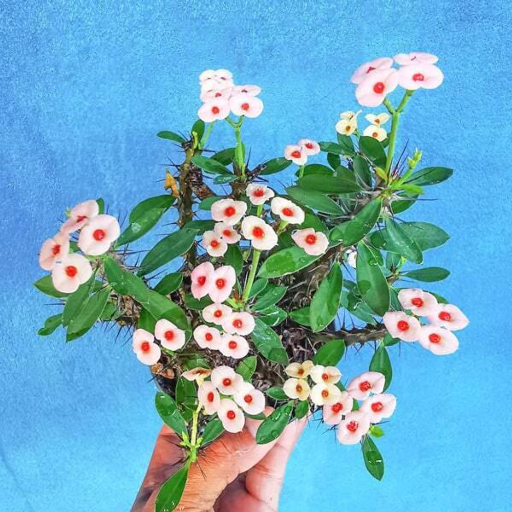 Эуфорбия Миля карликовая DAO KRAJAI