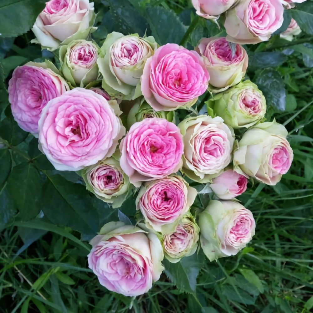 Роза Мими Эден спрей, саженец с ЗКС.