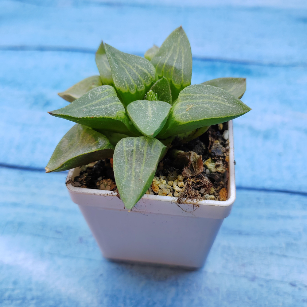 Haworthia Comptoniana Hybride hybrid (Хавортия)