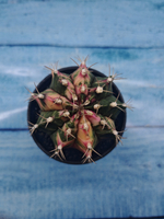 Gymnocalycium Variegata (Гимнокалициум Вариегатный)
