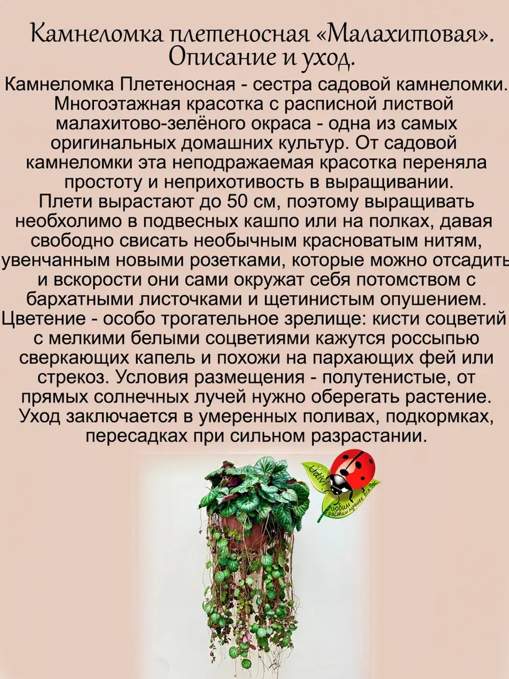 Камнеломка плетеносная Малахитовая