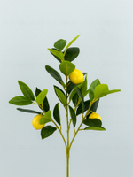 Куст Лимон карликовый