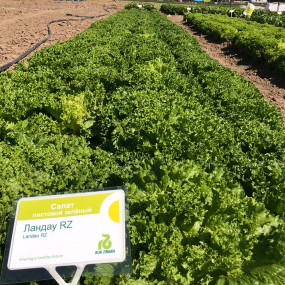ЛАНДАУ семена салата Rijk Zwaan цена – фото 11