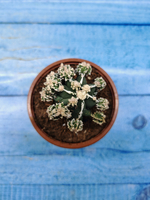 Astrophytum Myriostigma "Hakujo Fukuryu" (Астрофитум)