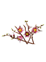 Конструктор Лего ботаникалс Ветви магнолии 11510 | LEGO Botanicals Magnolia Branches декоративный набор 435 деталей 18+