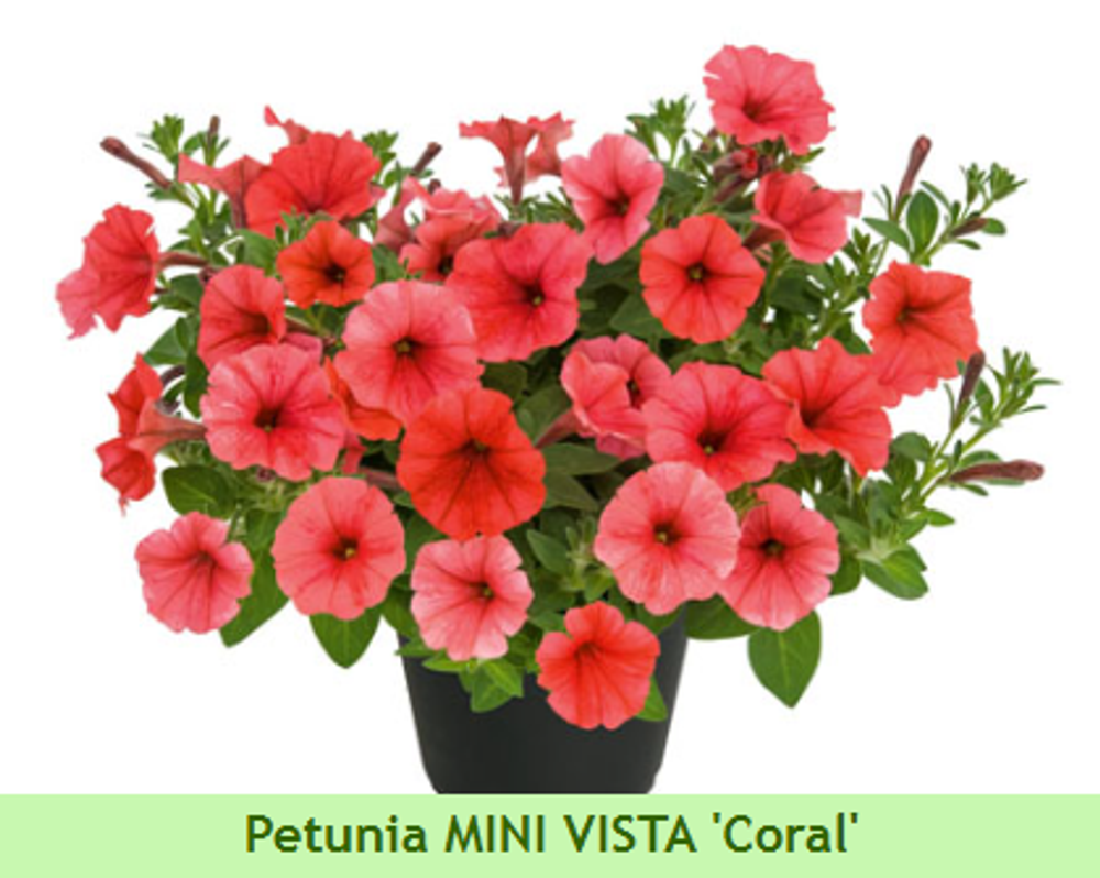 Петуния Mini Vista Corall ЕВРО укорененный черенок ФЕВРАЛЬ 26
