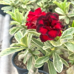 Адениум вариегатный WONDERFUL RED VAR