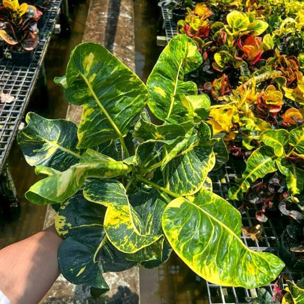 Кротон JAREN RUNGRODE