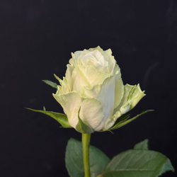 Роза кенийская белая 40 см / 1 шт