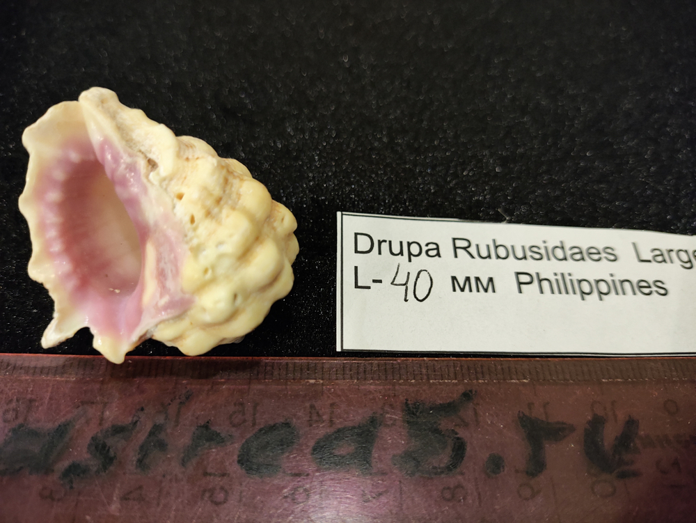 Друпа Рубусида