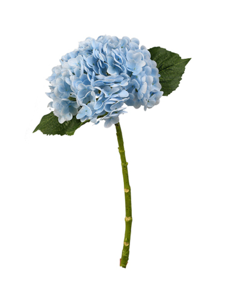Гортензия садовая на стебле - Голубой