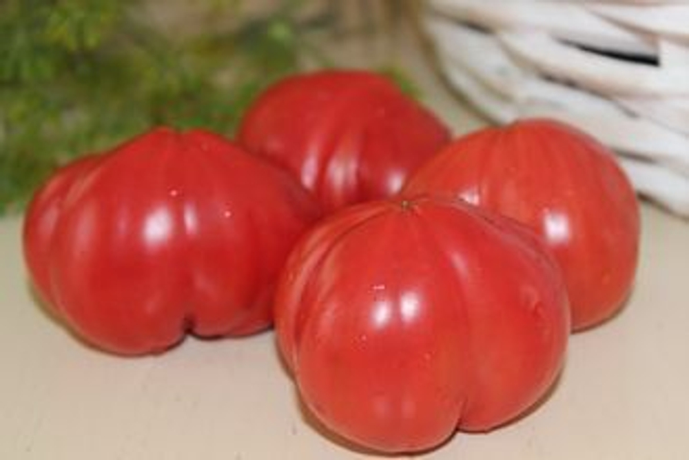 Розовая реликвия Ведекинда Wedekind Heirloom Pink