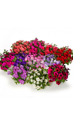 Петуния FLASHFORWARD MIX (Драже)