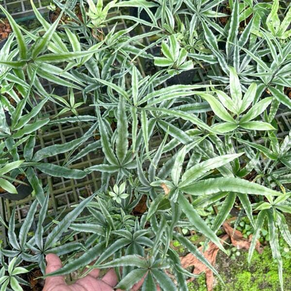 Птерис P.STAR FERN