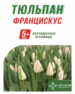 Тюльпан Луковица, Францискус, 5+ шт
