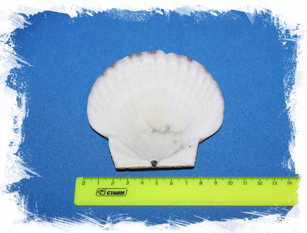 Ракушка Морской гребешок Дальневосточный