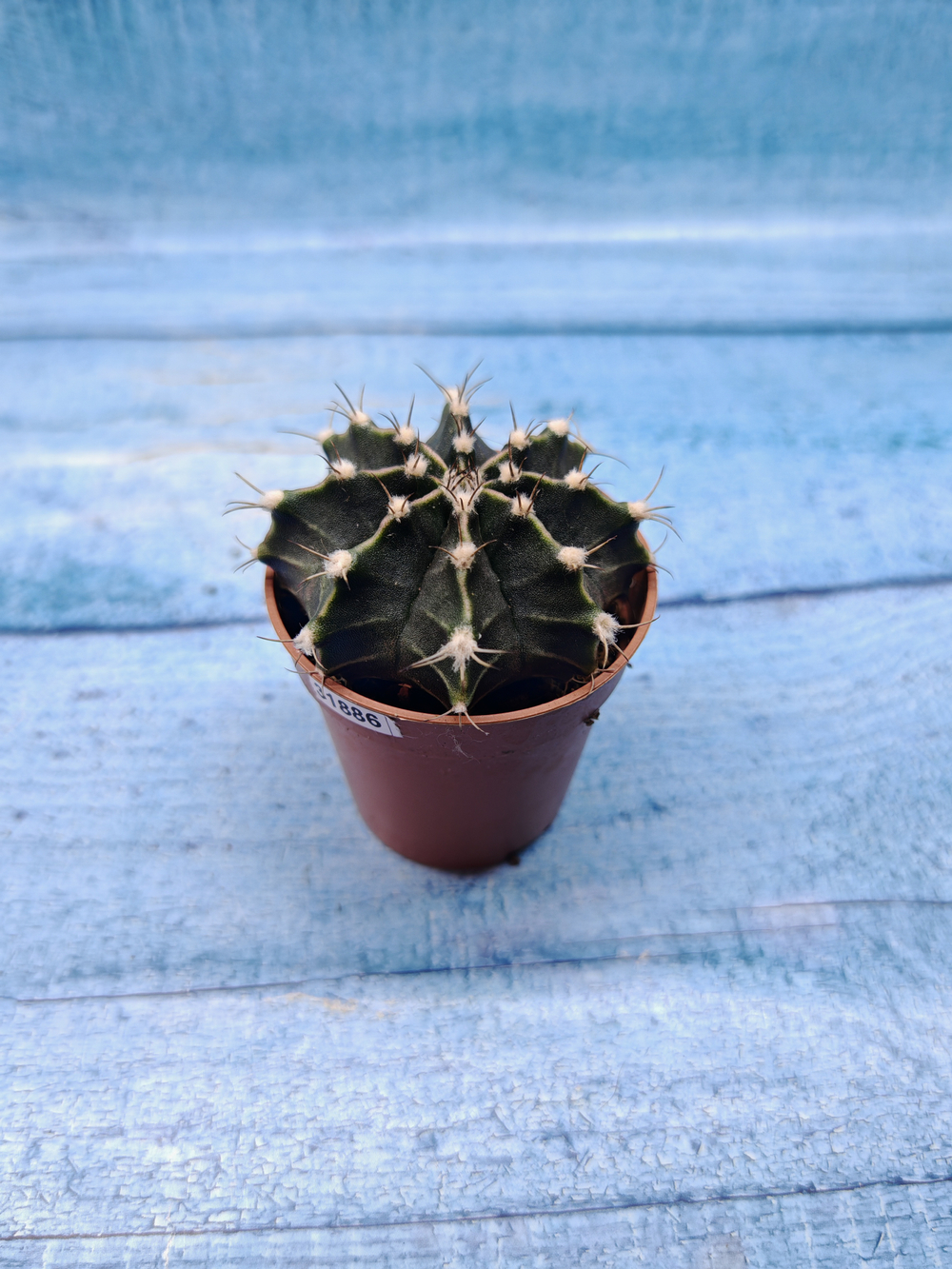Gymnocalycium Friedrichii (Гимнокалициум)
