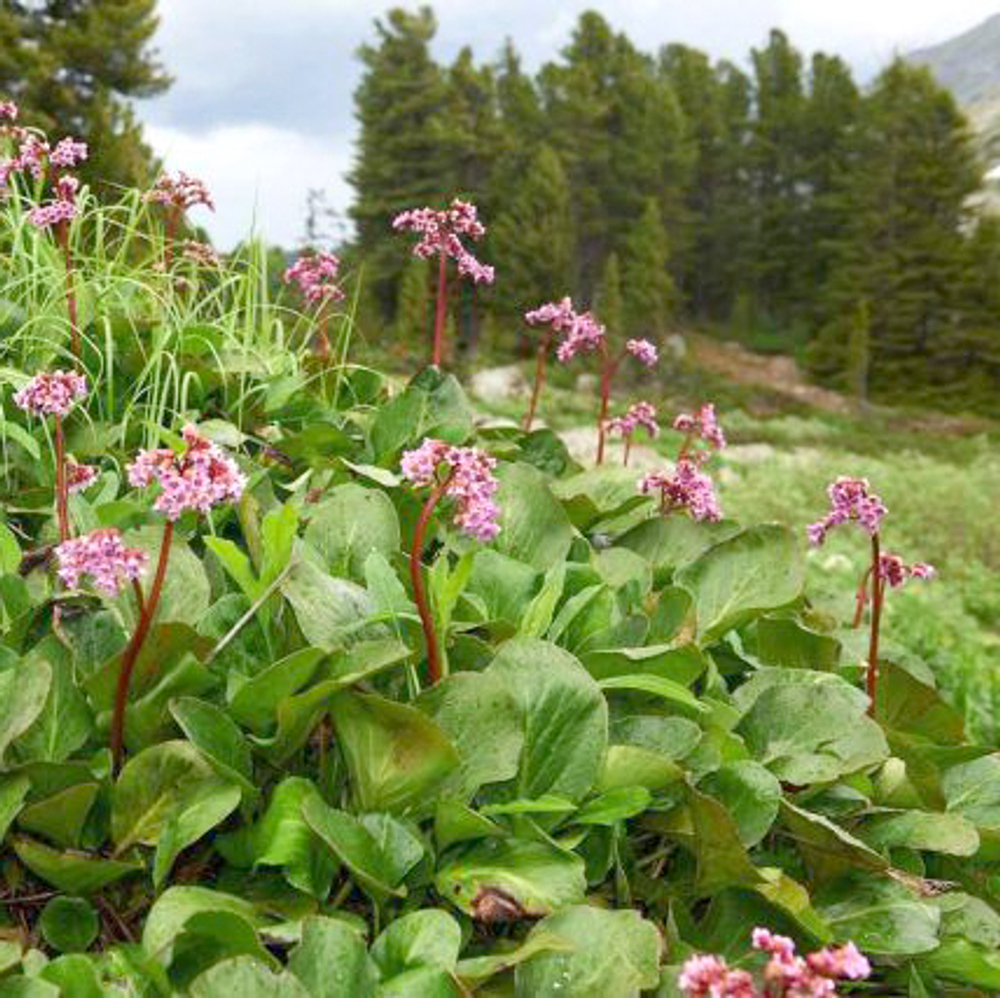 Бадан (лист)