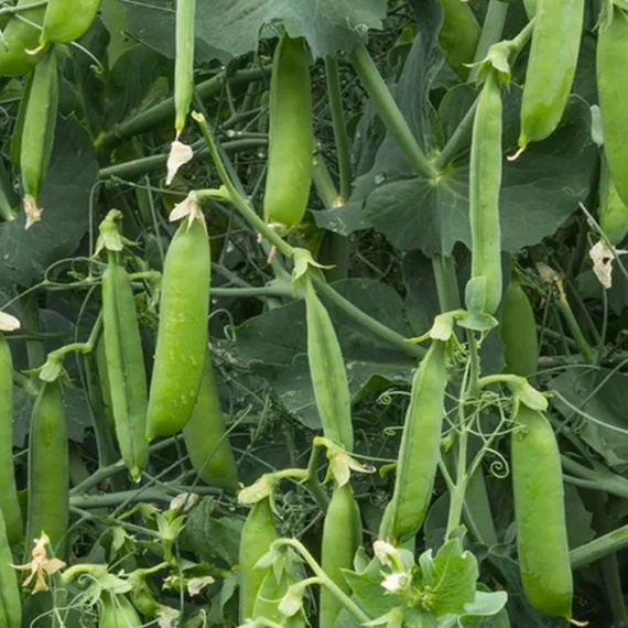 Шугар Флэш семена гороха (Syngenta / Сингента) культура