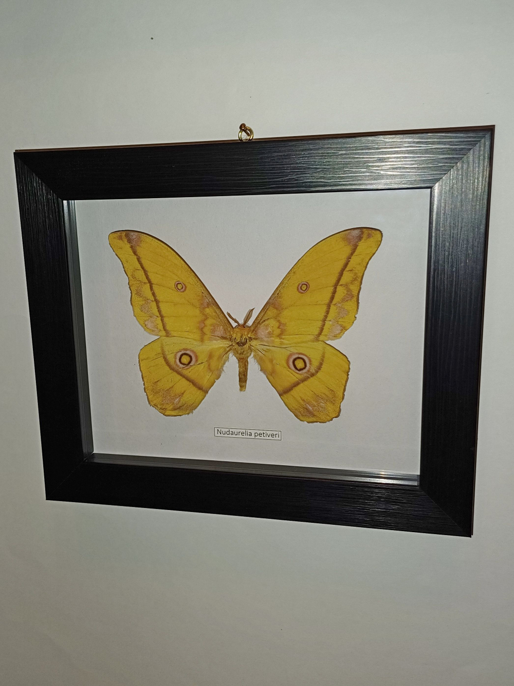 Бабочка Сатурния Nudaurelia petiveri в рамке