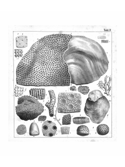 Атлас к Палеонтологии России | Эдуард Иванович Эйхвальд