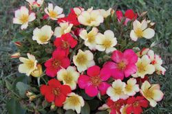 Солелуна (Soleeluna)