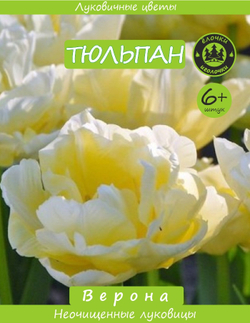 Тюльпан Луковица, Верона, 6+ шт
