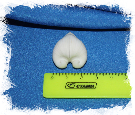 Обычное сердце (Meiocardia vulgaris)