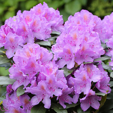 Рододендрон гибридный Катевбинский Грандифлорум