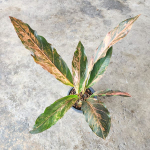 Антуриум HOOKERI VAR PINK