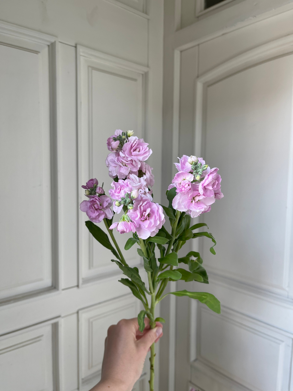 Маттиола кустовая в розовом оттенке