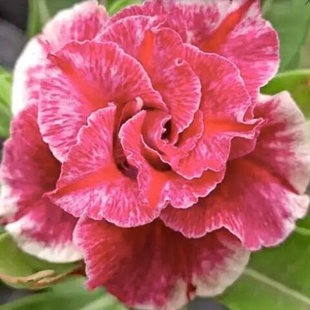 Адениум обесум 258 Mỹ Linh 16