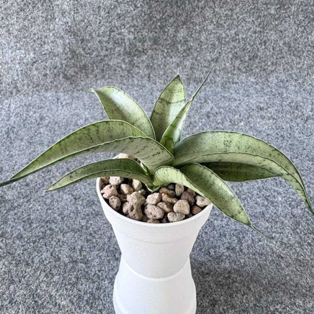 Сансевиерия DANCING LADY