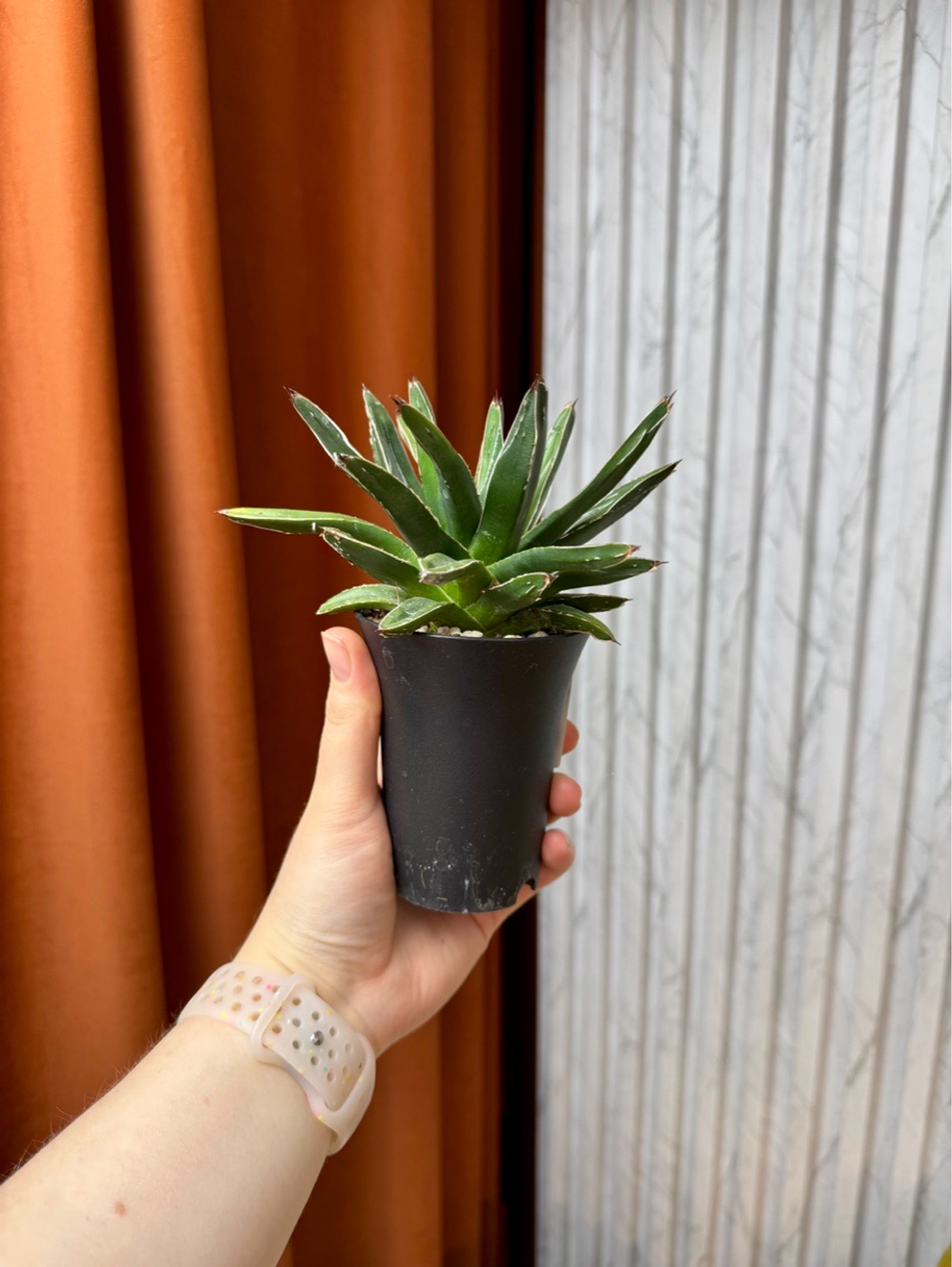Агава Виктория Регина, D9см Н20см, 1шт, Urban Jungle (7583)