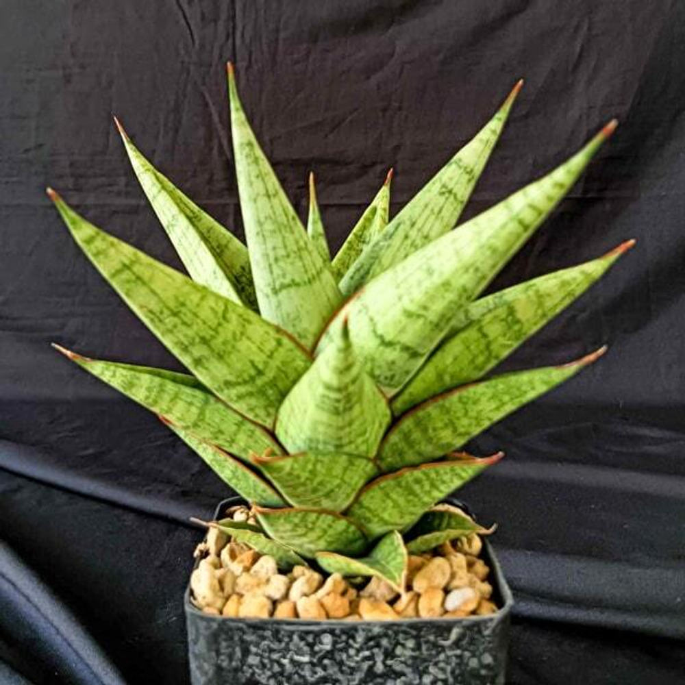 Сансевиерия APOLLO