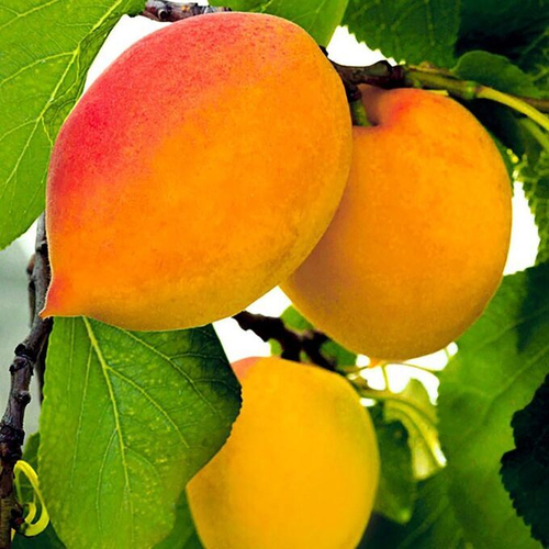 Абрикос «Академик»