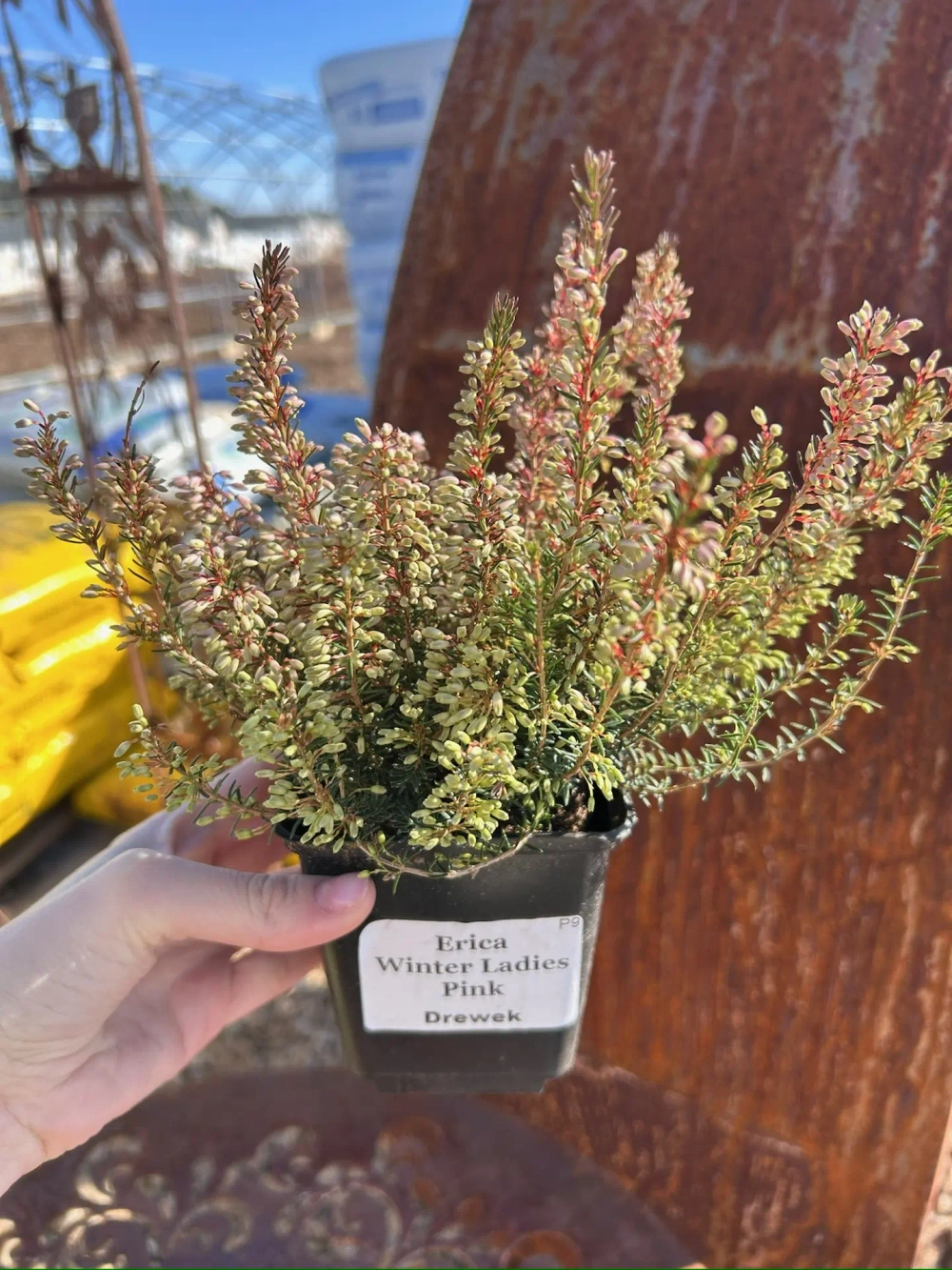 Эрика из серии Winter Ladies Р9 Закупка М41 наличие