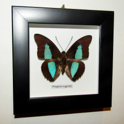 Бабочка Prepona eugenes в рамке