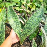 Сансевиерия LOOKED ARMY/LURIK