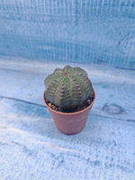 Euphoria Obesa (Эуфорбия)