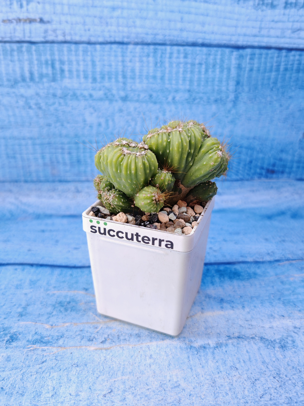 Cereus Peruvianus Monstrosus (Цереус)