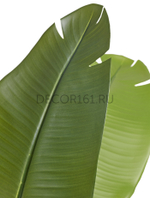 Стрелиция New Style зелёная в-160 см (13 листов)(Sensitive Botanic) c UV-защитой 4/4 10.072435N/UVG